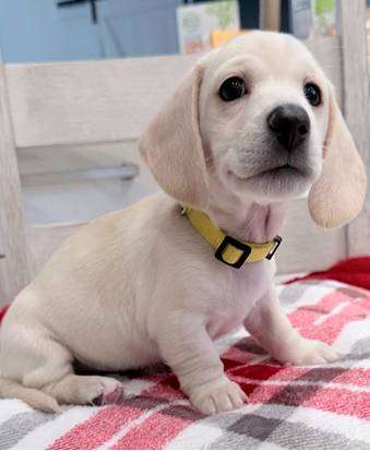 Warm Dachshund Winter Blessing Christmas 1