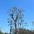Tree services 3 thumbnail