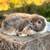 Holland lop doe 3 thumbnail