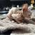 Hairless kittens 1 thumbnail