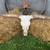 LONGHORN SKULLS 1 thumbnail
