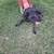 Cane Corso 1 thumbnail