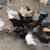 Chickens 6 thumbnail