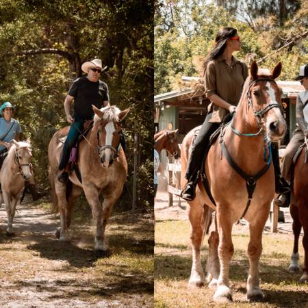 Draft geldings 1