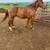 9 year old gelding 1 thumbnail