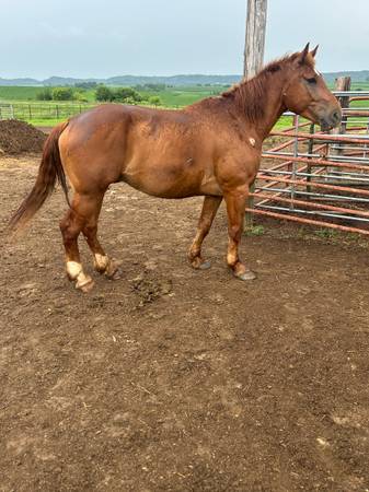 9 year old gelding 1