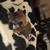Chihuahua pups 3 thumbnail