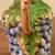 Grape Pitcher 4 thumbnail