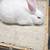 Mini rex Rabbits 3 thumbnail