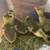 Gosling 1 thumbnail