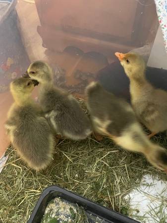 Gosling 1