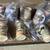 30- Miscellaneous Vintage Beer Steins 4 thumbnail