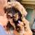 Mini Schnauzer 7 thumbnail