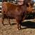 Red Angus Bull 1 thumbnail