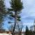 Juan The  Tree Guy  LLC 3 thumbnail