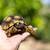 Yellow Foot Tortoise 1 thumbnail