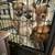 Russian Pomeranian 8 thumbnail