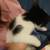 Kitten fixed 6 thumbnail