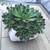 Echeveria succulents in a pretty ceramic pot 4 thumbnail