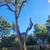 Trees cutting n virginia 4 thumbnail