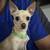 Rehoming Chihuaha 1 thumbnail