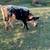 Feeder cattle 3 thumbnail