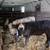 Calves 2 thumbnail