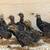 8 Dark Cornish Chicks 4 weeks old 5 thumbnail