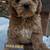 Cockapoo puppy 5 months old 1 thumbnail