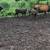 Cow calf pairs with young heifer calves 5 thumbnail