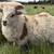 ICELANDIC SHEEP 19 thumbnail