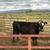 Bred cow 2 thumbnail
