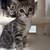 Kittens 8 weeks old 4 thumbnail