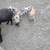 Juliana mini pigs 2 thumbnail