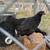 Chickens 1 thumbnail