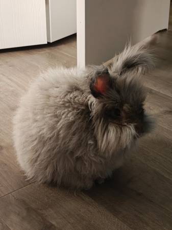 Bunny needs a home (Ellwood)63882392131587122