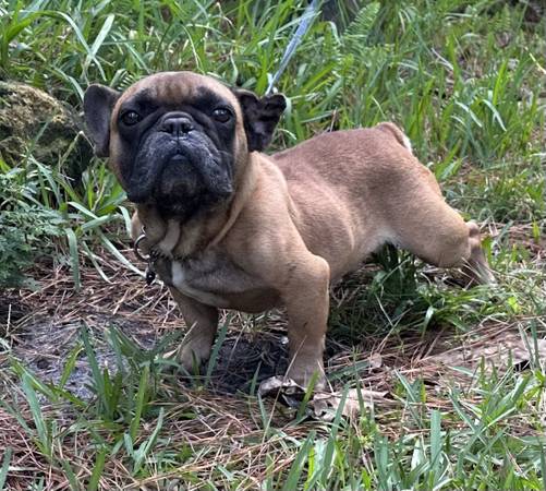 Fawn Frenchie Boy French Bulldog (3años) (Port Orange)63846014432899121