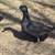 Ducklings 10 thumbnail