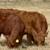Red Angus Replacement Heifers 7 thumbnail