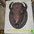 Buffalo Head 1 thumbnail