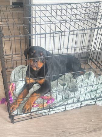 Free Rottweiler puppy (Las vegas)63860184036099120