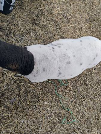 Sheps borregos at New caney ( younger ($200 each one 1