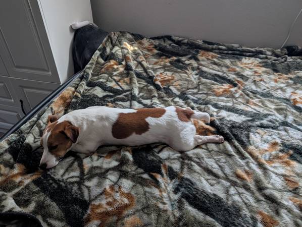 Jack Russell de raza pura63661942275841120