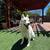Rehoming two Siberian Huskies 1 thumbnail