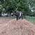 Nigerian Dwarf Buckling Goats 4 thumbnail