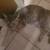 Found Lost Cat 1 thumbnail