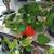 Healthy plant in a ceramic pot 2 thumbnail
