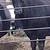 Fall & spring cows bred blk 4 thumbnail