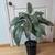 Houseplants Many to choose from 13 thumbnail
