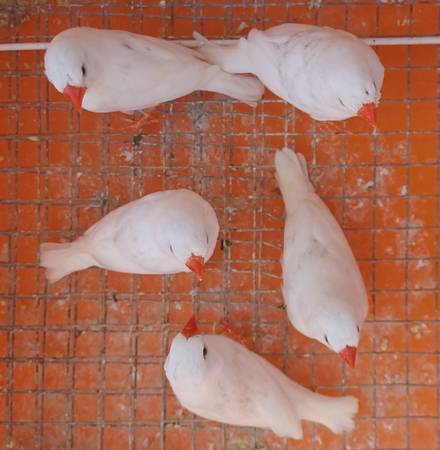 Zebra Finches WHITE (south san francisco)63836592704899121